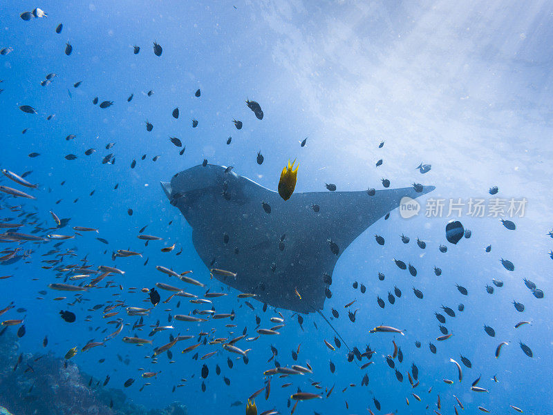 远洋蝠鲼(Manta birostris)游过清洁站。在世界自然保护联盟的红色名单中，这些优雅的动物正在成为野外罕见的景象。